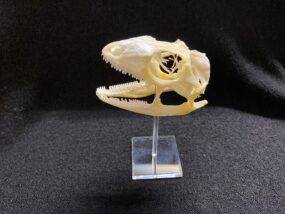 iguana skull on stand
