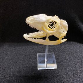 iguana skull on stand