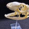 iguana skull on stand