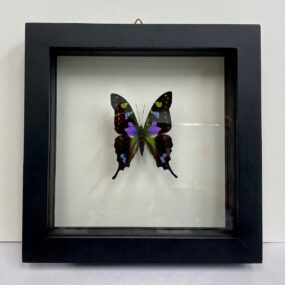 framed purple swallow tail