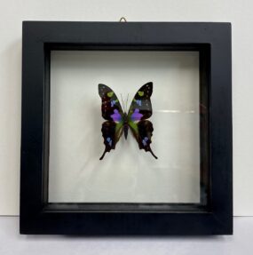 framed purple swallow tail
