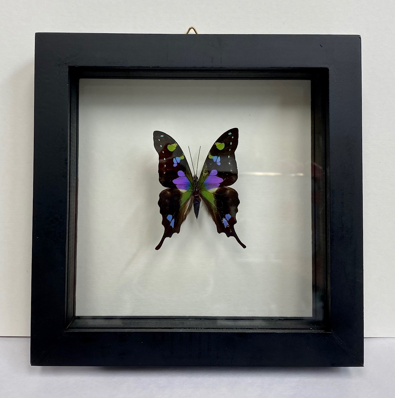 Buy Framed & Butterfly Specimens, Mounting Equipment