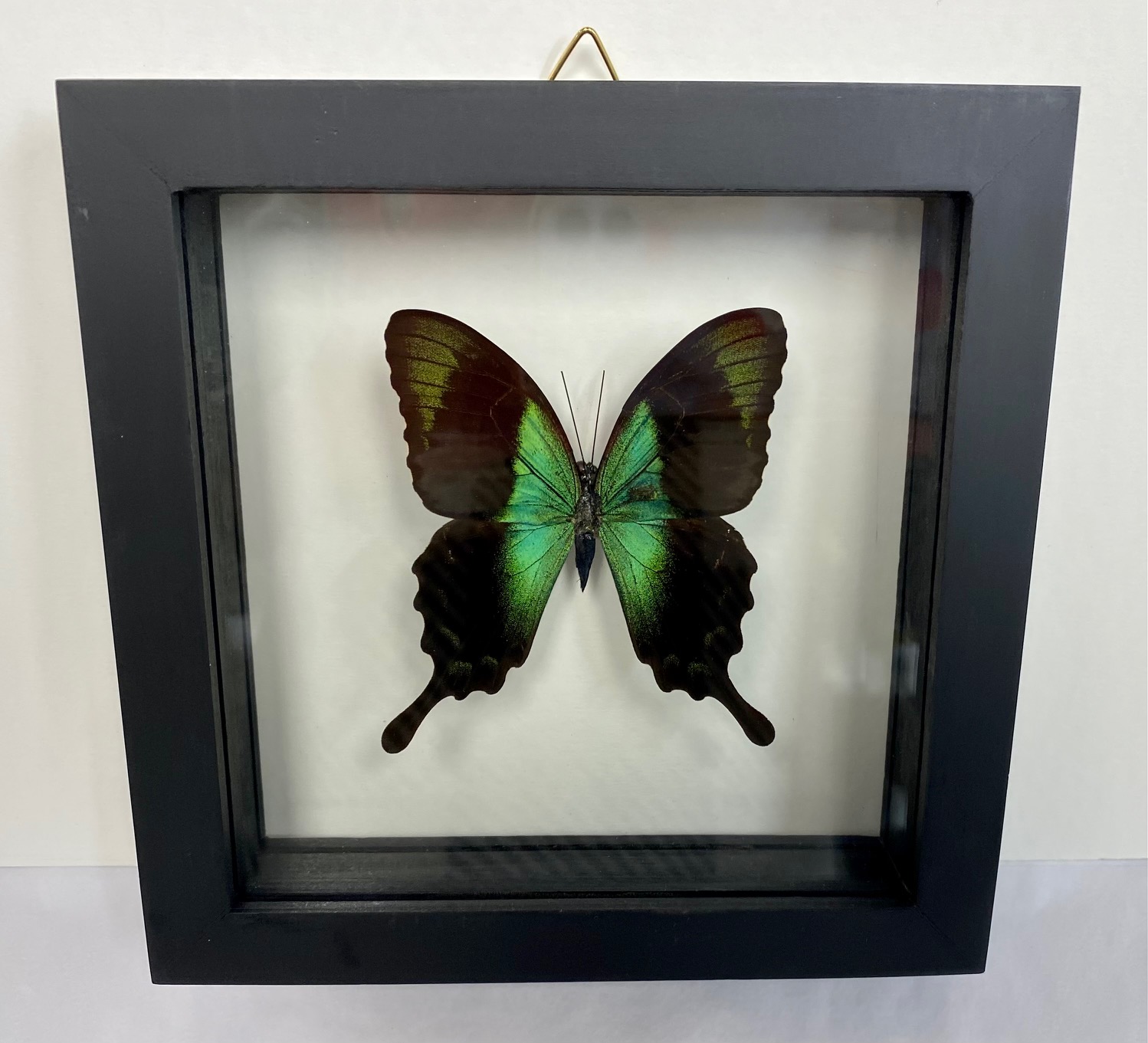 Buy Framed & Butterfly Specimens, Mounting Equipment