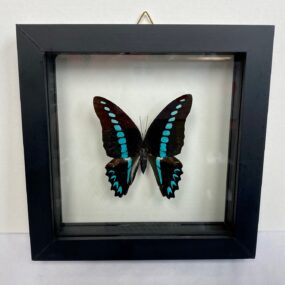 Framed graphium milon butterfly