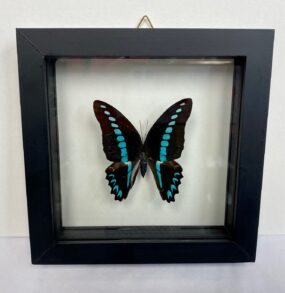 Framed graphium milon butterfly