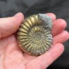 beautiful pyrite ammonite pair
