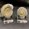 beautiful pyrite ammonite pair