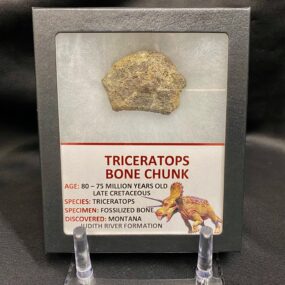 Authentic triceratops bone chunk