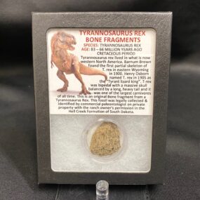 Mounted T-rex bone fragment
