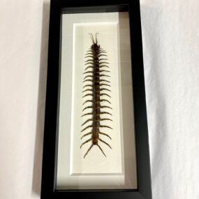 centipede in black frame