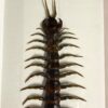 centipede in black frame