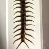 centipede in black frame