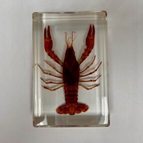red lobster in resin