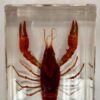 red lobster in resin
