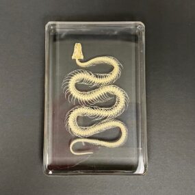 snake skeleton in resin