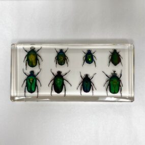 scarab beetles in resin