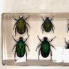 scarab beetles in resin