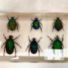 scarab beetles in resin