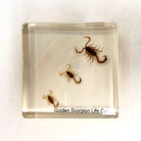 scorpion life cycle in resin