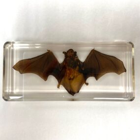 bat in acrylic resin