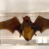 bat in acrylic resin