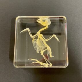 bird skeleton in resin