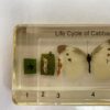 cabbage butterfly in resin