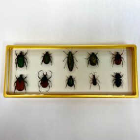 10 beetles in resin