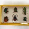 10 beetles in resin