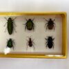 10 beetles in resin