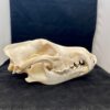 alaskan timber wolf skull