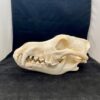 alaskan timber wolf skull