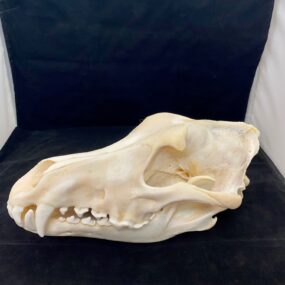 alaskan timber wolf skull