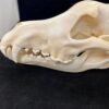 alaskan timber wolf skull