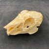 jackrabbit skull real bone