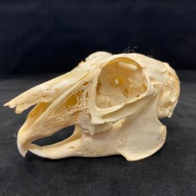 jackrabbit skull real bone