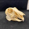 jackrabbit skull real bone