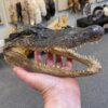 medium taxidermy alligator head