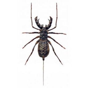 Thelyphonus feuerborni