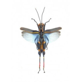 Traulia azureipennis