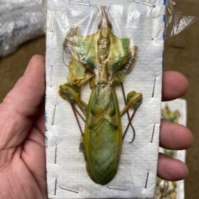 Idolomantis deabolica Praying mantis Female (1)