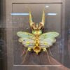 Idolomantis deabolica Praying mantis Female (4)