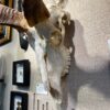 extra large kudu skull