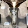 extra large kudu skull