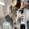 extra large kudu skull