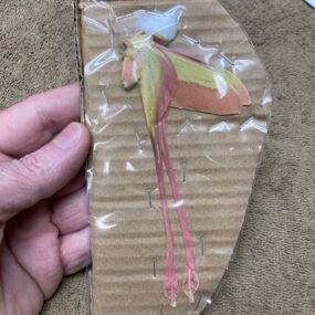 Actias dubernardi