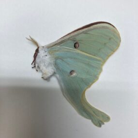 Actias luna