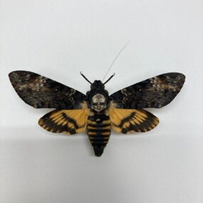 Acherontia atropos Deaths head moth