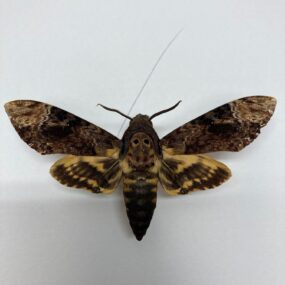 acherontia lachesis greater deaths head moth