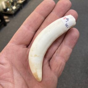 Tooth, Alligator Tooth XL, #2, 4 1/4" long following the curve of the tooth using a cloth tape measure.